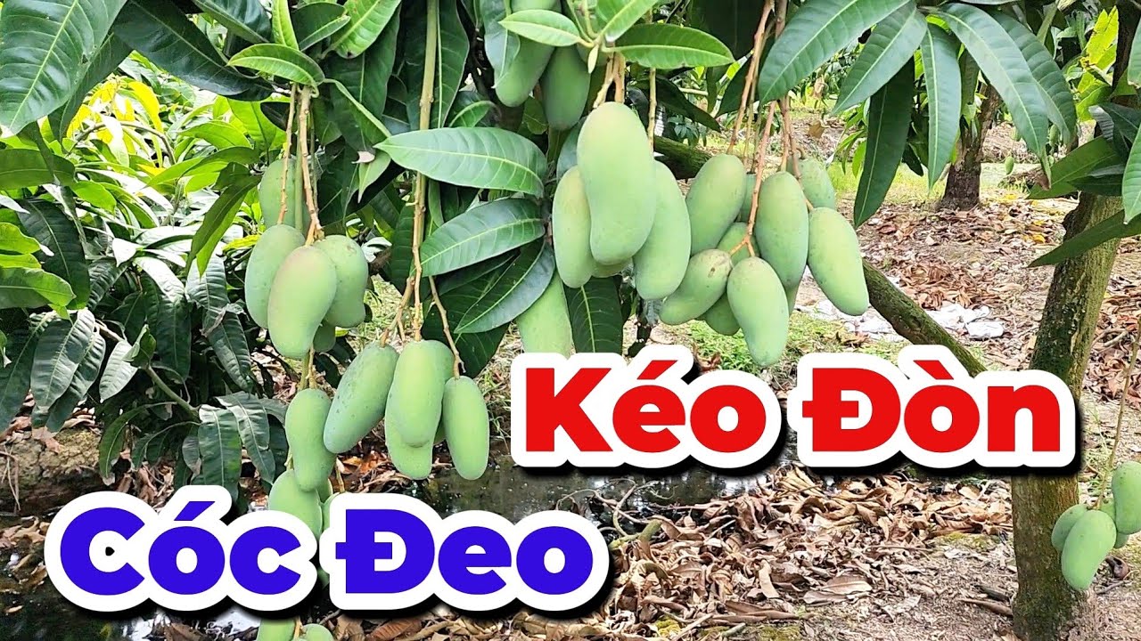 Kéo đòn xoài cóc đeo |Gốc Cù Lao| #gocculao #0986289491