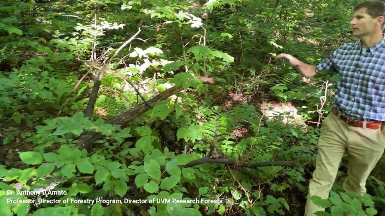 Sugarbush Management - Regeneration