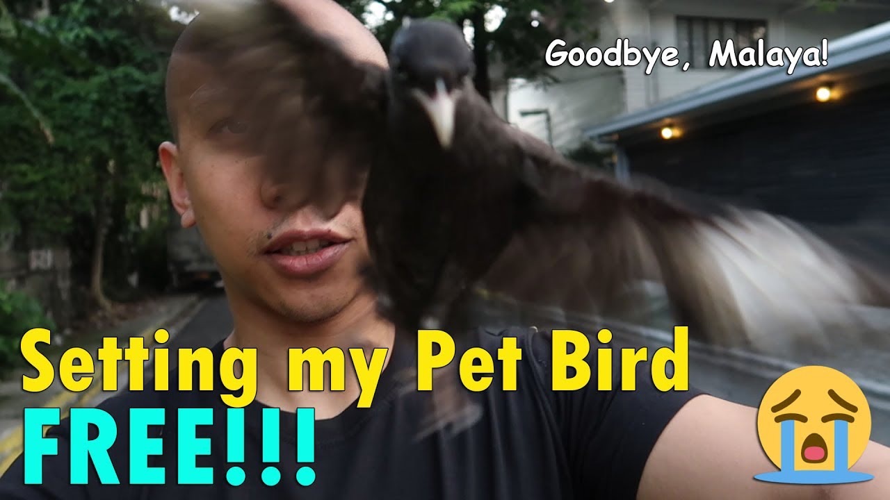 SETTING MY PET BIRD FREE! | June 17th, 2017 | Vlog #143