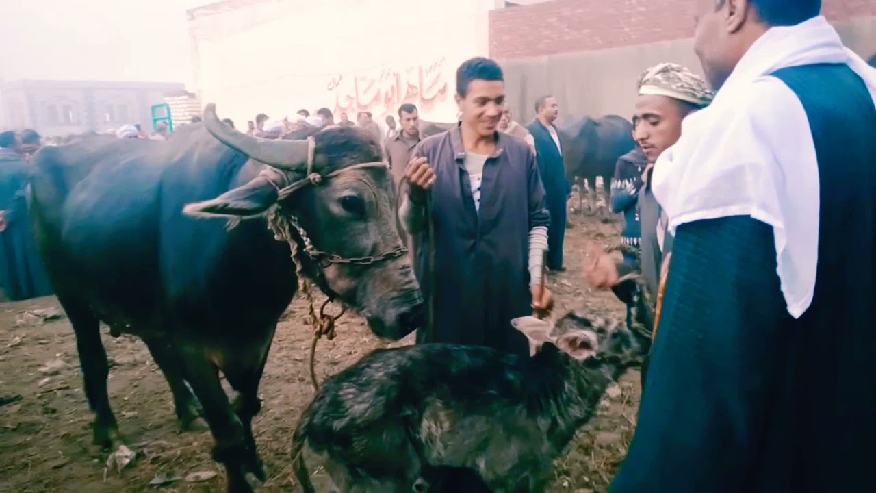 اغلي جاموسه والده خليط ايطالي في سوق ابوالشقوق شرقيه