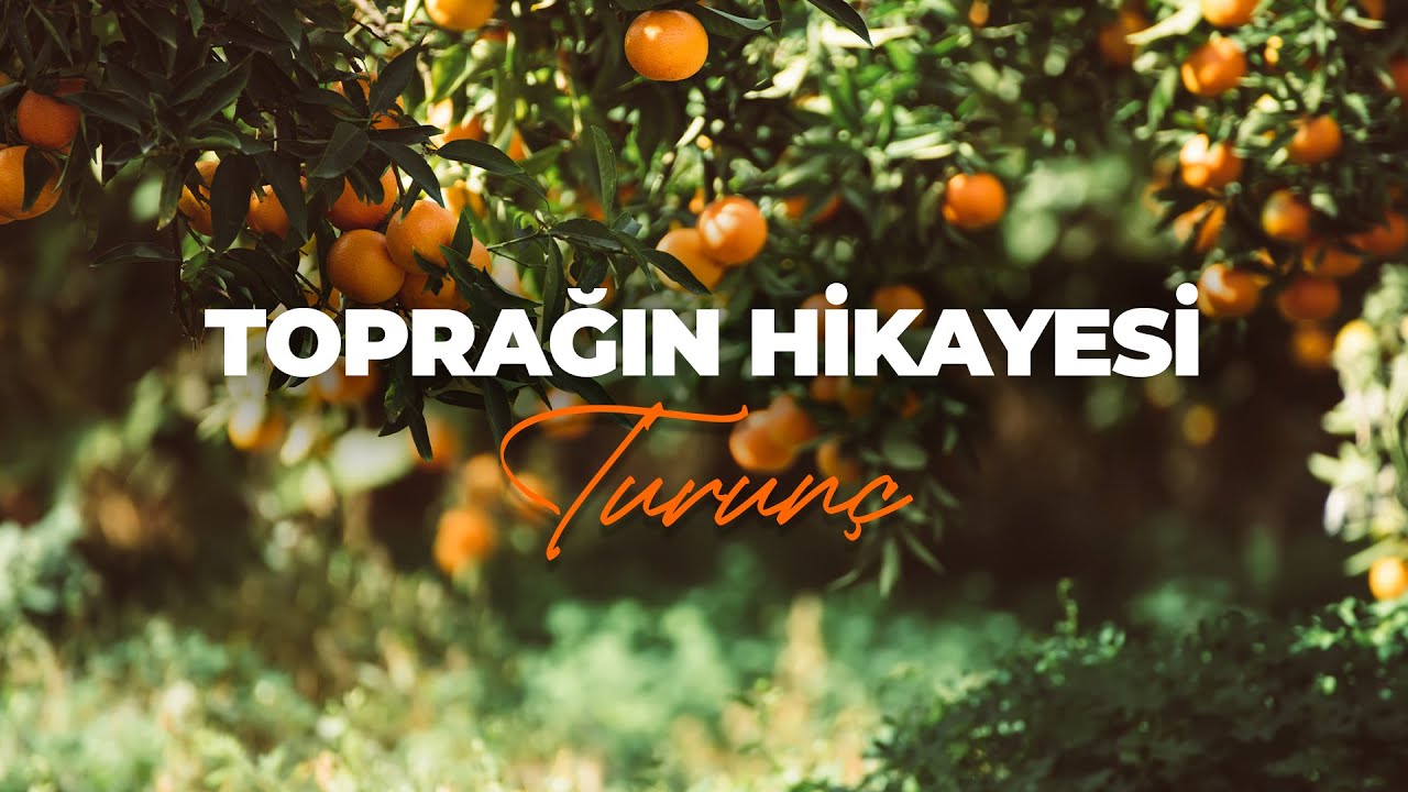 Toprağın Hikayesi: Turunç 🍊 | Antalya’nın Narenciye Mirası