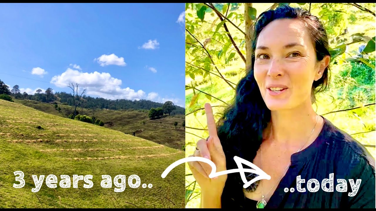 3 yrs ago I planted a forest! The full tour.. & a sad update 🌳🌳🌳