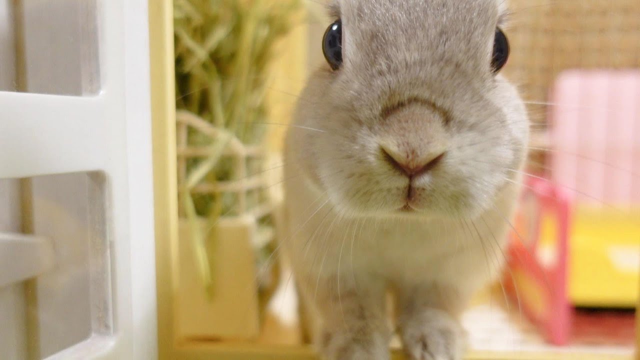 ハウスの外から飼い主の○○音が聞こえ、牧草くわえたまま慌てて飛び出してくるうさぎさん