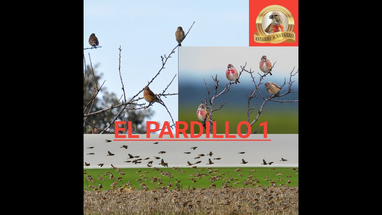 A LA CAZA DEL PARDILLO