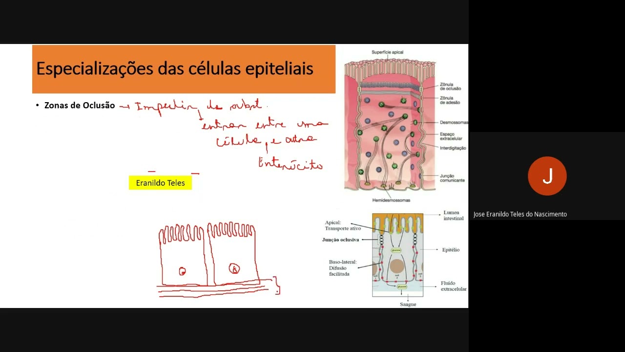Tecido Epitelial: Especializações da Membrana 