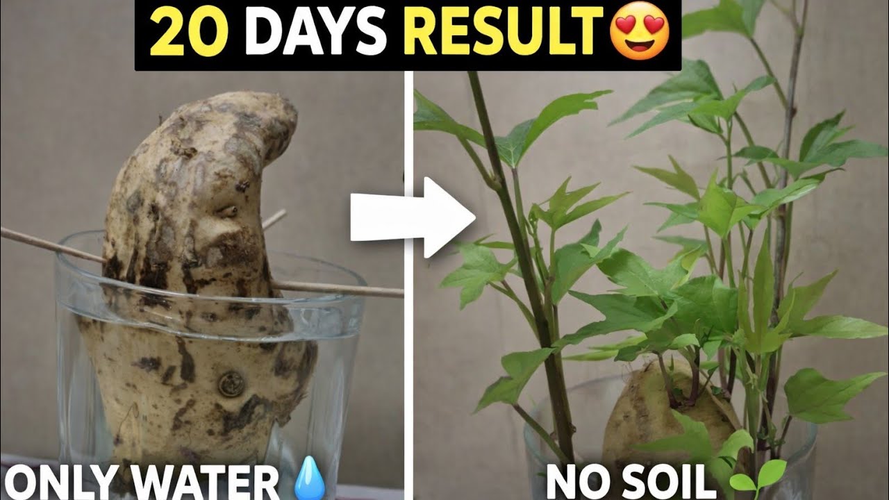 Grow Sweet Potato Plant in Water Only | 20 Days Result | No Soil Gardening.sweet potato plant