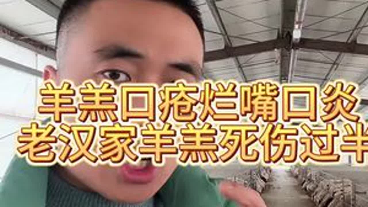 #养羊人 #新农人计划2024 #羊场 #大型养殖场 #羊羔烂嘴