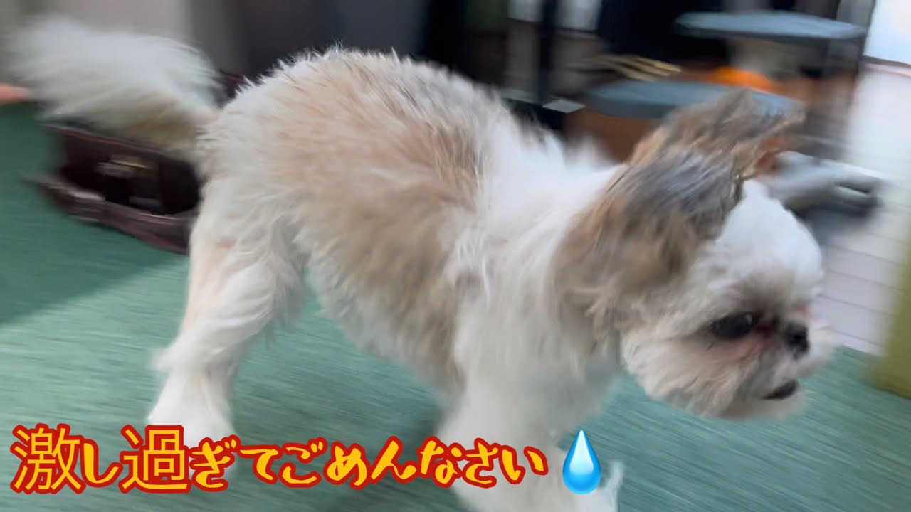お風呂上がり1人運動会が激し過ぎる犬をノンストップでお楽しみ下さい【シーズー】