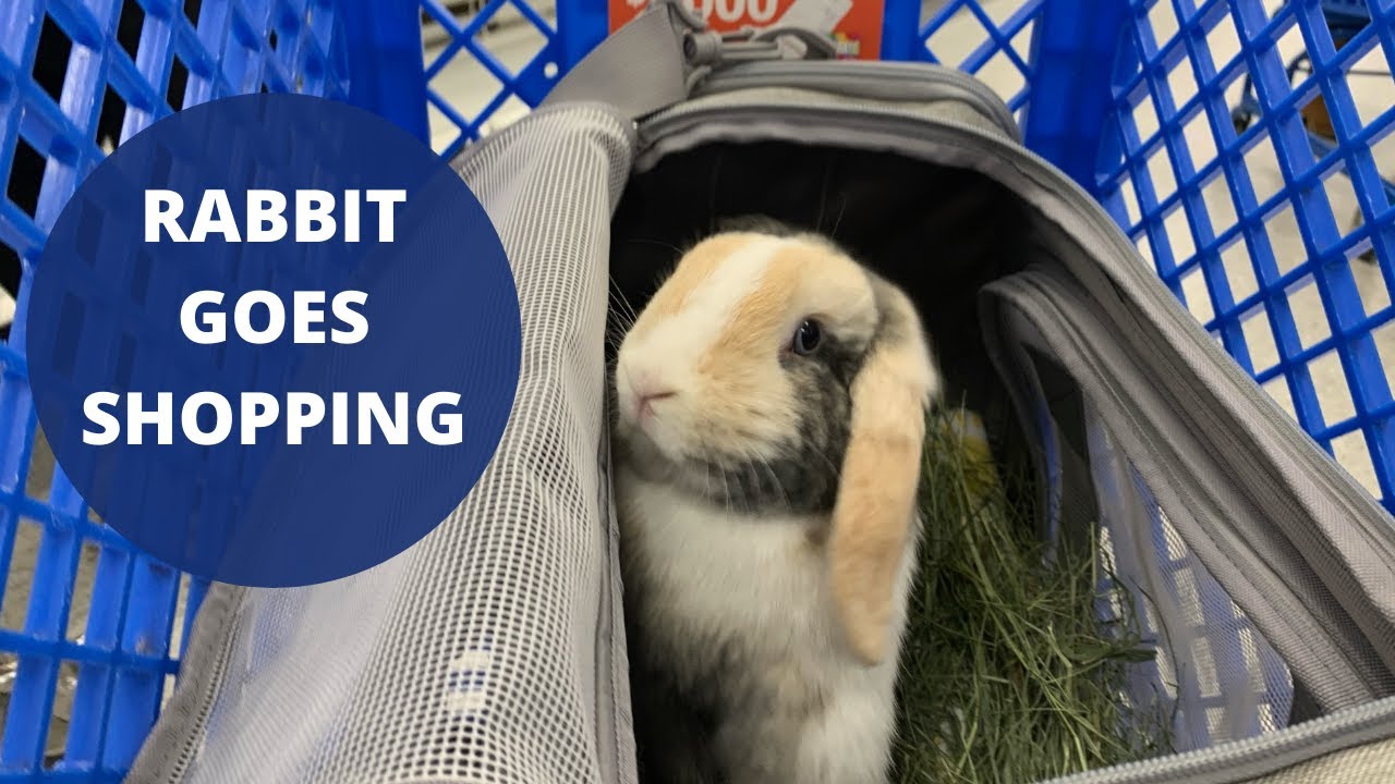 Rabbit Goes Shopping