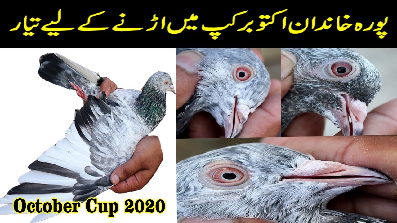 Zeera Kabootar ! Ready To Fly In October Cup 2020 ! Highflying Pigeons ! Kabootar Bazi Rawalpindi