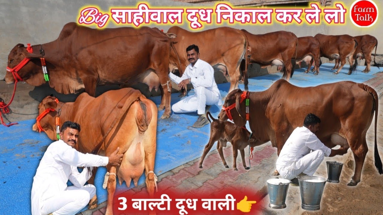 20 लीटर दूध कांटे तोल 6 Sahiwal Cow  👉 Competition Quality Sahiwal Pure Breed @ Krishna Dairy Farm