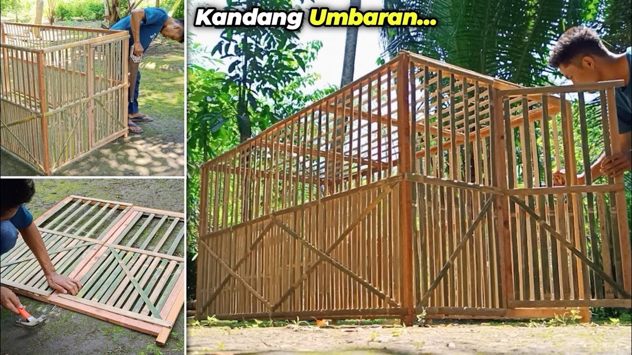 MEMBUAT KANDANG UMBARAN AYAM BANGKOK