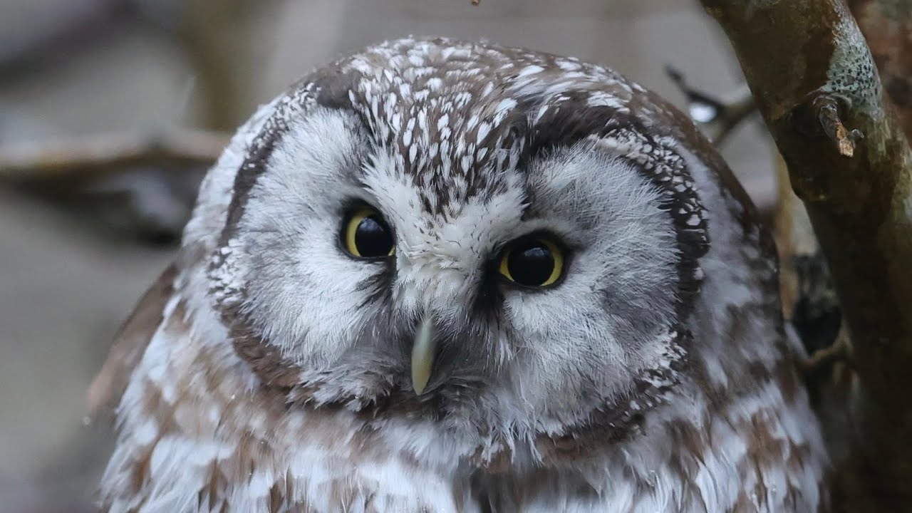 Pärluggla (boreal owl), Klagshamns udde, Malmö 16/1 -2024