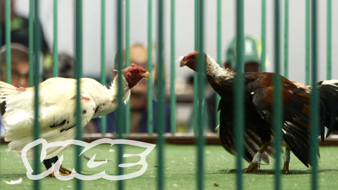 Blood Sport: Cockfighting in the Canary Islands