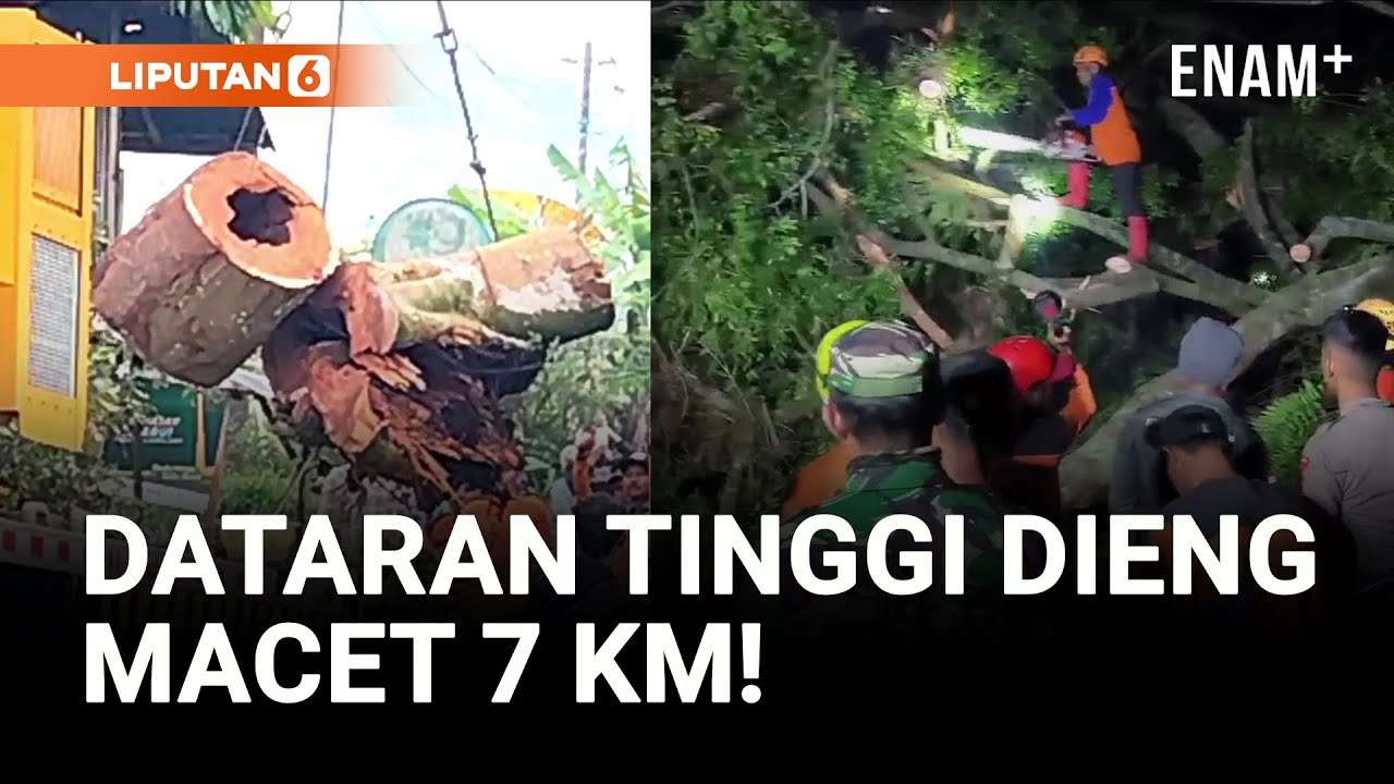 Pohon Tumbang Bikin Macet Wisata Dataran Tinggi Dieng | Liputan6