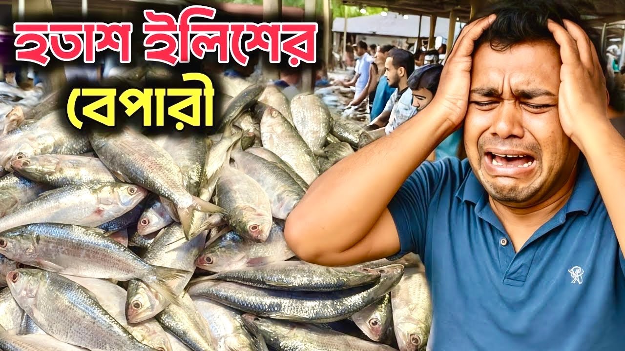 রেকর্ড পরিমান ইলিশ মাওয়া ঘাটে! অর্ধেক দামে বিক্রি হচ্ছে মাছ।Mawaghat fishmarkat video & wholesale. 