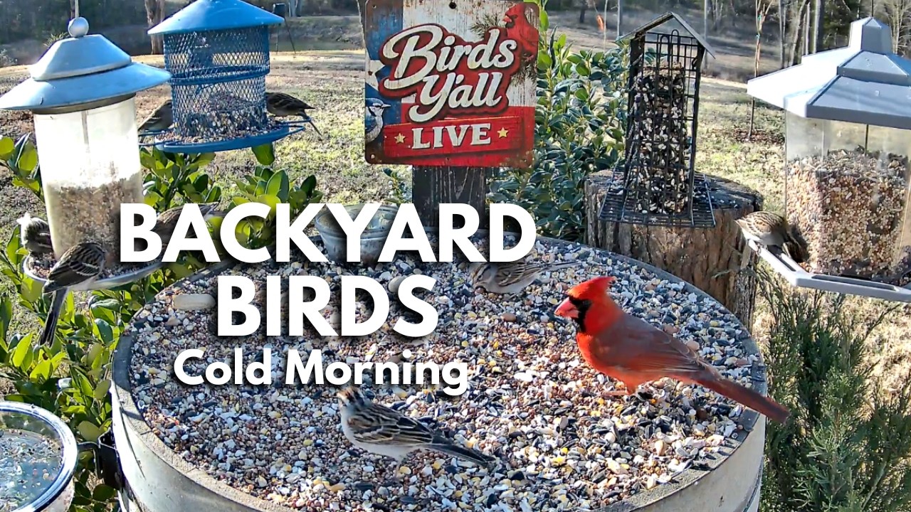 East Texas Bird Feeder LIVE Cam 🐦 | Backyard Birds & Real Nature Sounds | Cold Sunny Morning