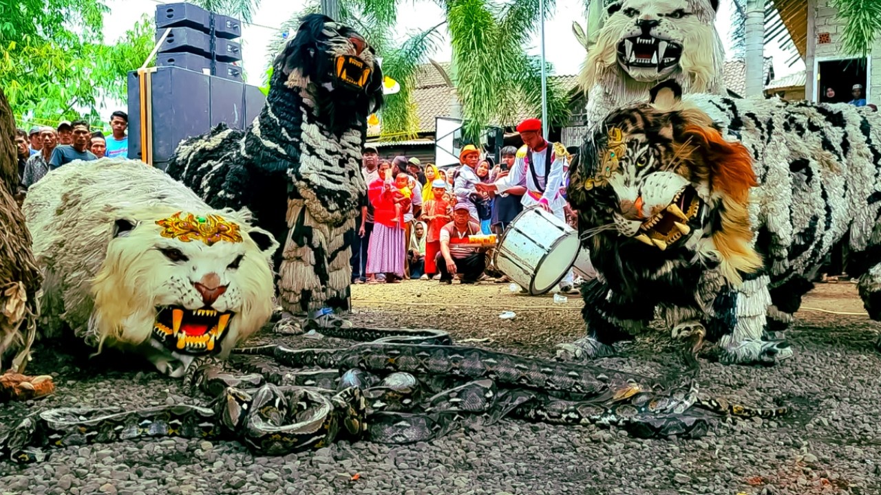 Mengerikan! Pertarungan Can Macanan Singo Raung Melawan Ular Piton Ganas | Tampil di Gubrih Wringin
