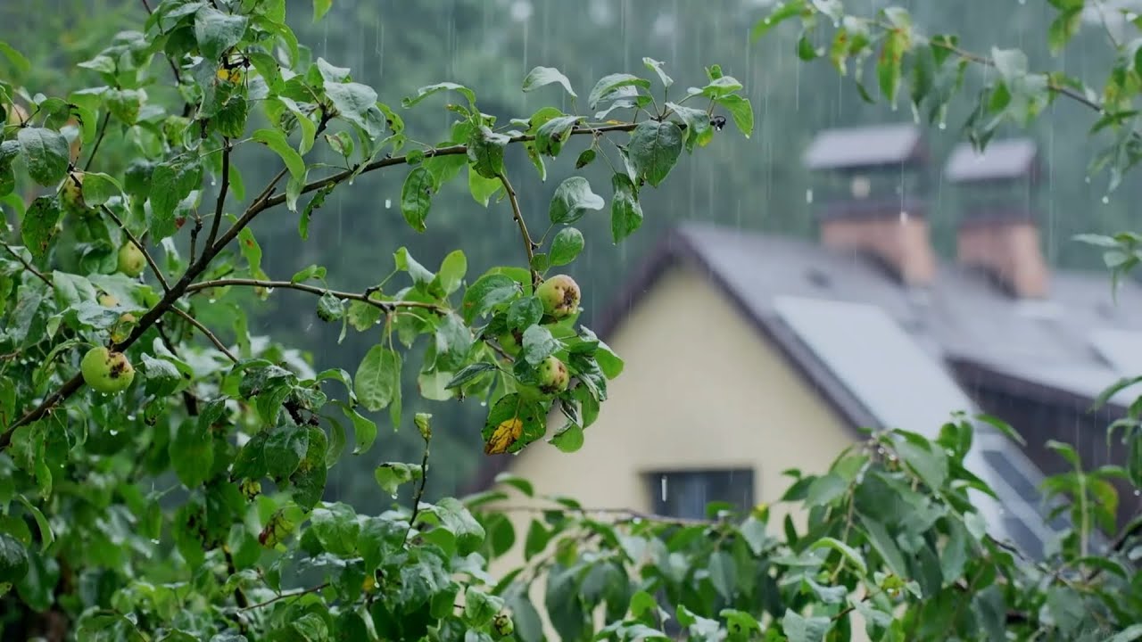 Soothing Rain and Thunder for Instant Sleep  Gentle Nature Sounds for Relaxation