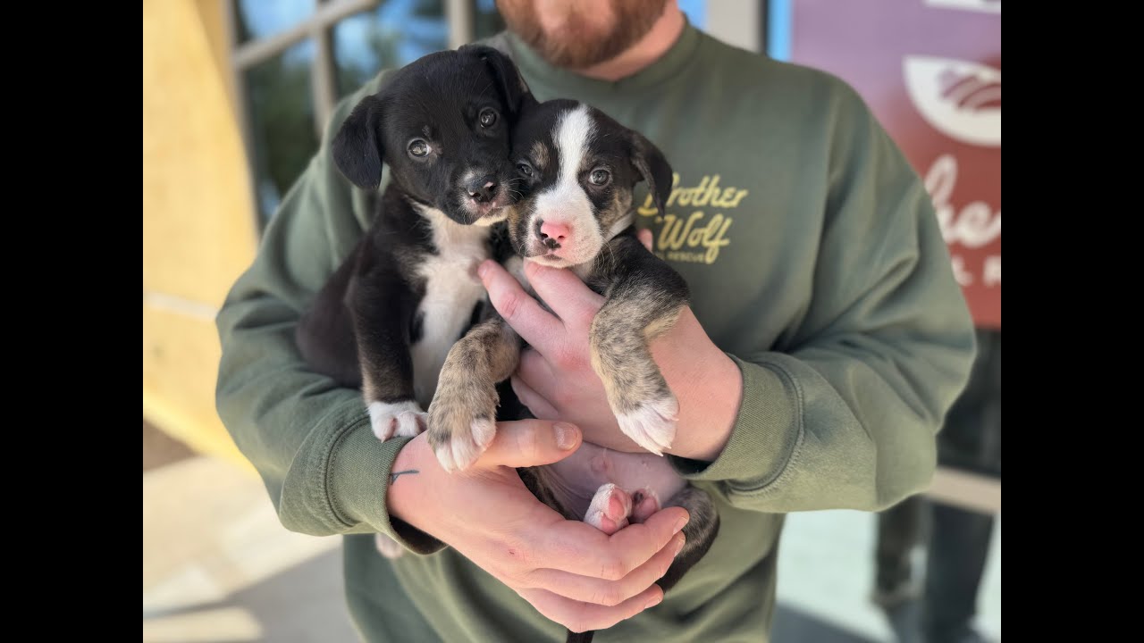 More Than Adoption: What Animals Give Us When We Say Yes.