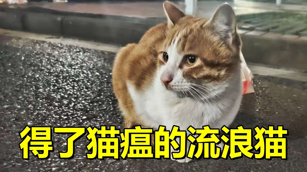 得了猫瘟跑走的小橙子，本以为会死掉。而满脸憔悴的他又回来了