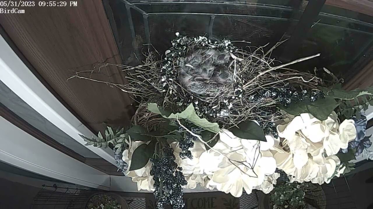 House Finch Time Lapse - Nesting, Hatching, Chicks Leaving the Nest