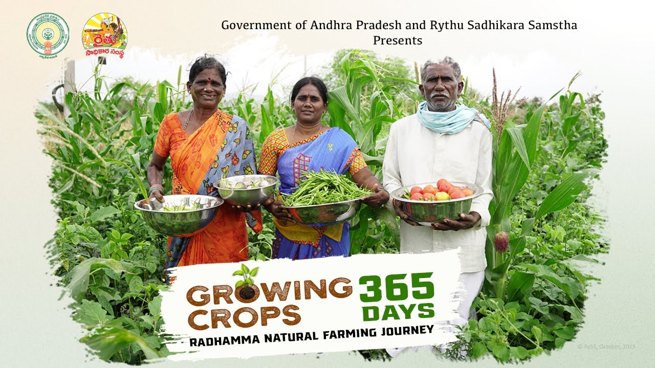 Growing Crops 365 Days  II Radhamma Natural Farming Journey