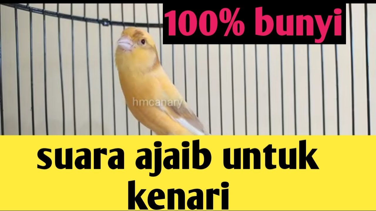 Kenari betina cantik memancing jantan Pancingan kenari PALING AMPUH