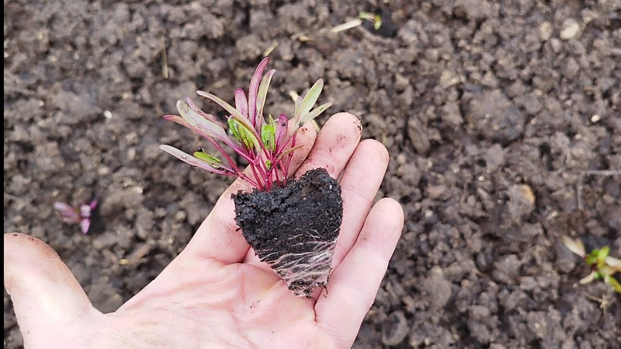 C&eacute;kla pal&aacute;nta &uuml;ltet&eacute;se az &aacute;s&aacute;smentes kertben - t&ouml;bb mag egy cell&aacute;ban - multi sowing
