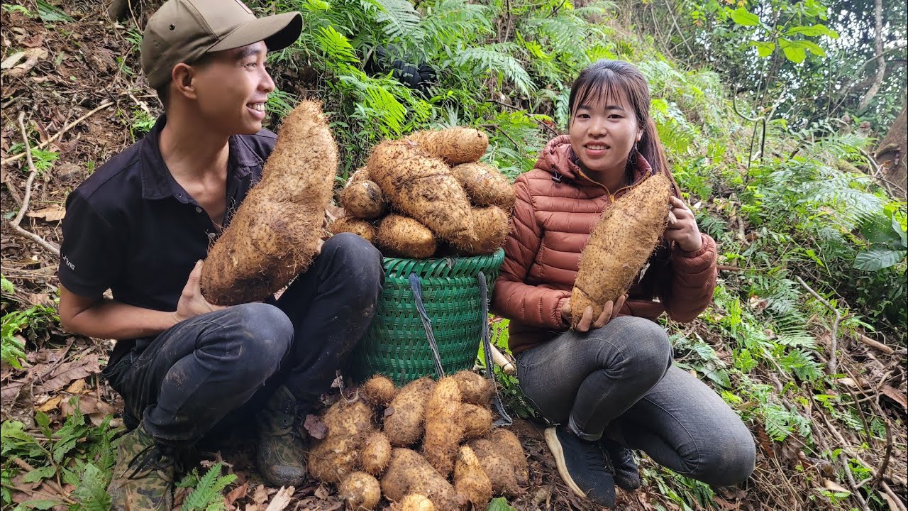 Go with Dần to the forest to dig potatoes and go to the market to sell agricultural products