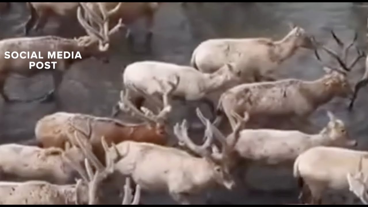 Reality Check: Are animals fleeing Yellowstone before an eruption?