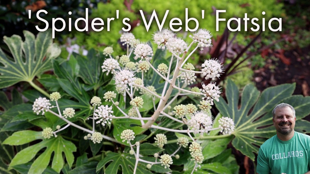 Fatsia japonica 'Spider's Web'