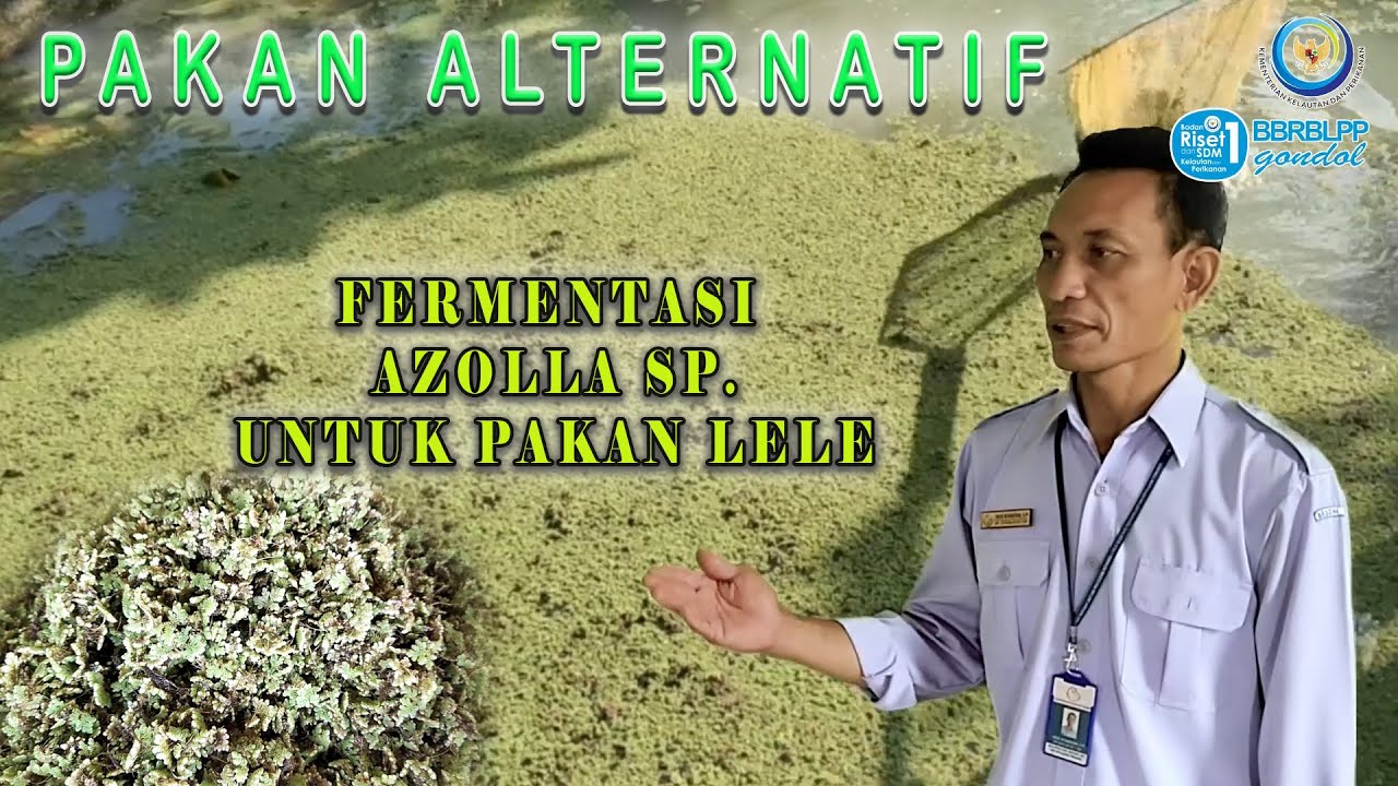 Cara Pembuatan Fermentasi Tanaman Azolla || I Made Wiswantara, S.Pi