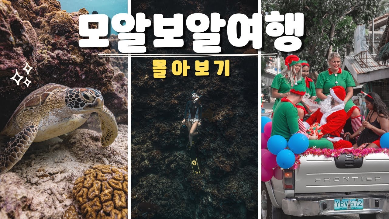 🇵🇭 3박4일 필리핀 모알보알 몰아보기 🐢🌊 | 세부에서 가는 방법 → 프리다이빙 & 거북이, 정어리떼 하이라이트 ✨ (EP.01~03)