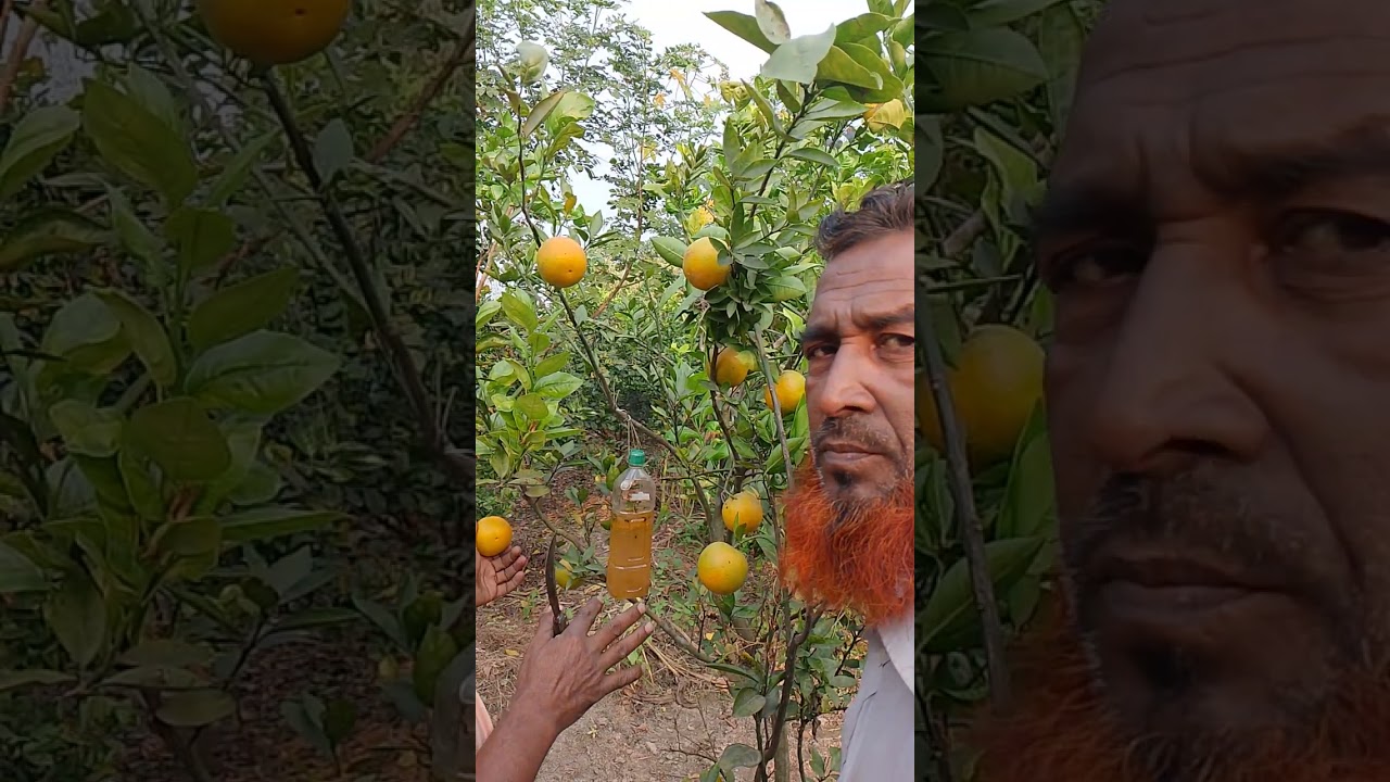 ফাংসি মাল্টার চারা পাওয়া যায়। মেহেরপুর গাংনী ধানখোলা রোড জাহিদ নার্ছারি। ০১৭২৯৩০৮৫৭৮