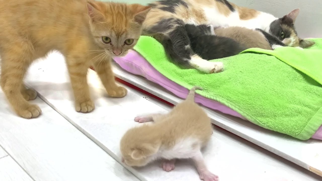 Потерявшийся котенок зовет на помощь - услышит ли мама? Сердечное спасение!