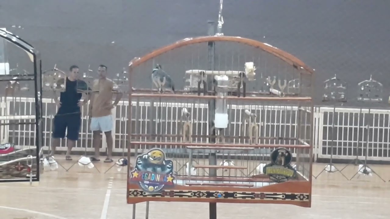 Som de torneio para coleiro papa capim