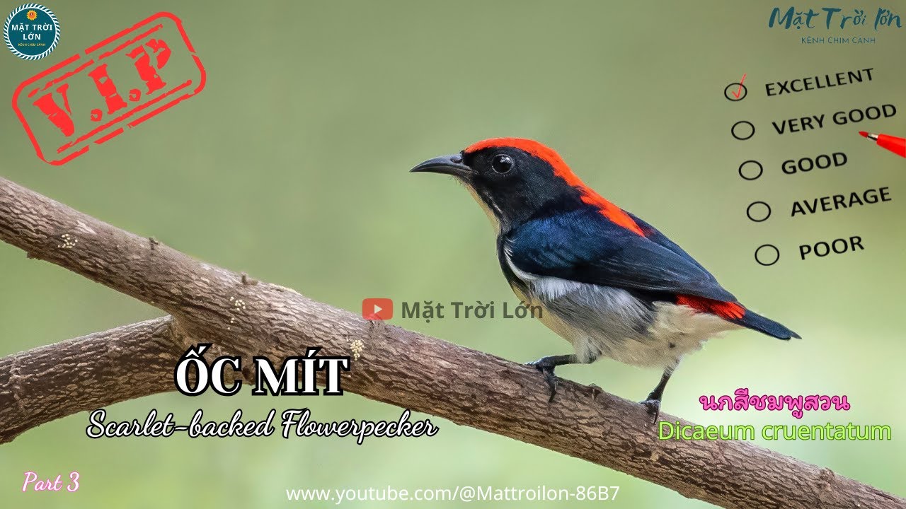 ✅Tiếng chim Ốc mít mồi chuẩn không tạp âm | Scarlet-backed Flowerpecker sound call (P3) - Video 4K