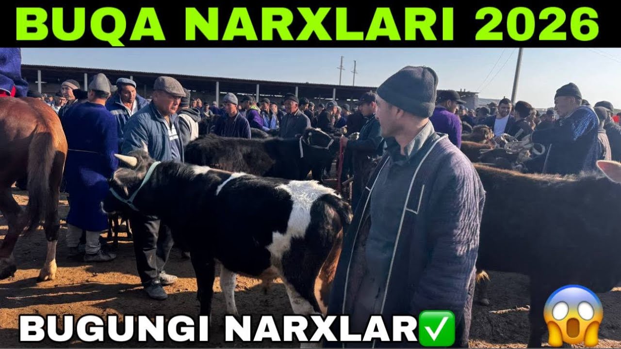28-FEVRAL QAMASHI PIONERKA MOL BOZORIDAN BOQMA BUQA NARXLARI 2026