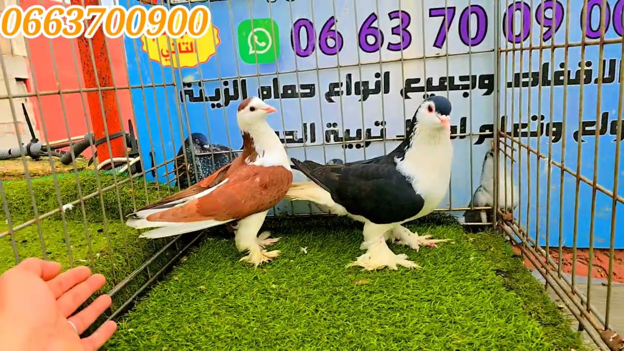 الجديد و الجميل و الرائع اج تخضر عينيك ا مولاي 48 حمامة نااااار 🔥🌛🥇 