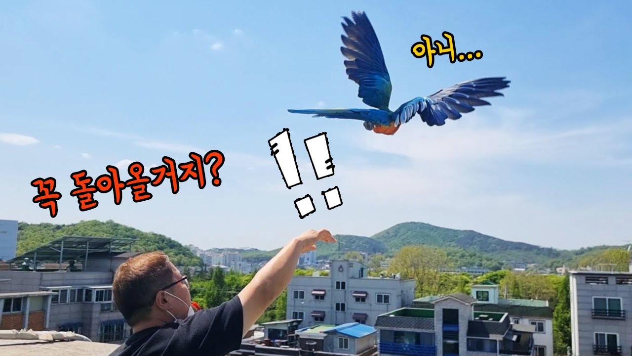 도심지에서 앵무새를 날리면 어떻게 될까? [TV생물도감]