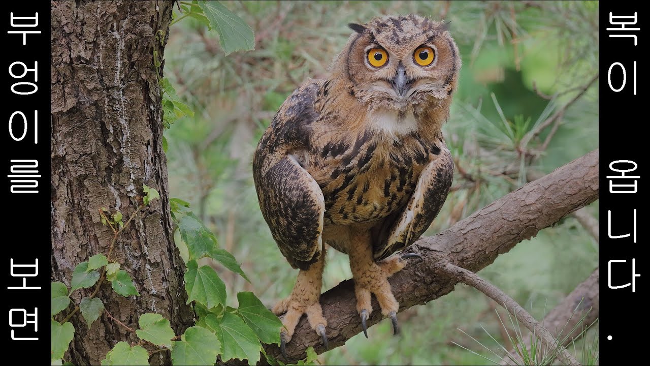Seeing an owl brings good luck. 부엉이를 보면 복이 옵니다. 4K   #owl #부엉이