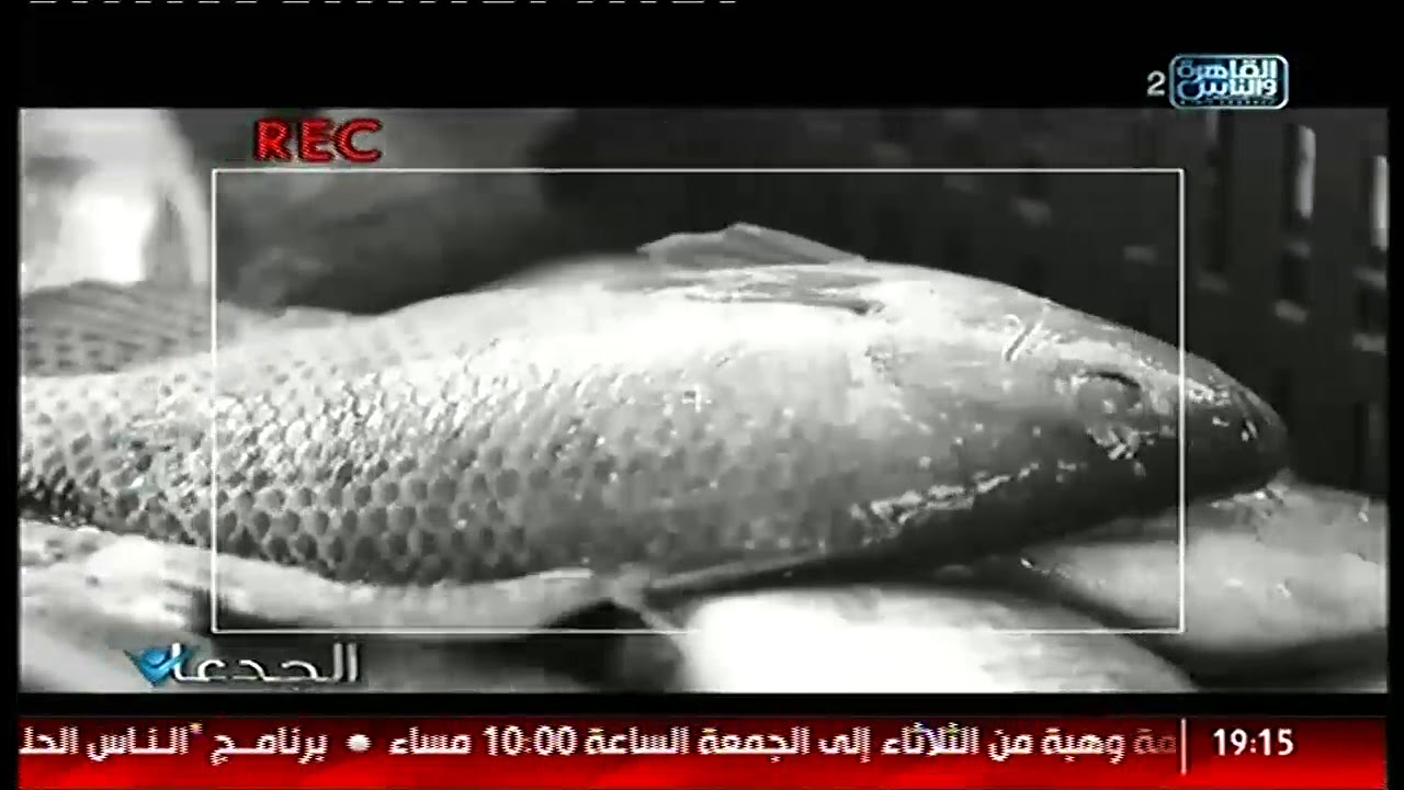 الجدعان | شاهد علي نتائج حصاد البلطي في احدث نظم الاستزراع السمكي بالمركز الدولي للأسماك