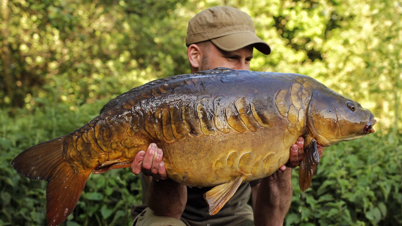 Carp Fishing Spring 2017 | West Stow Country Park