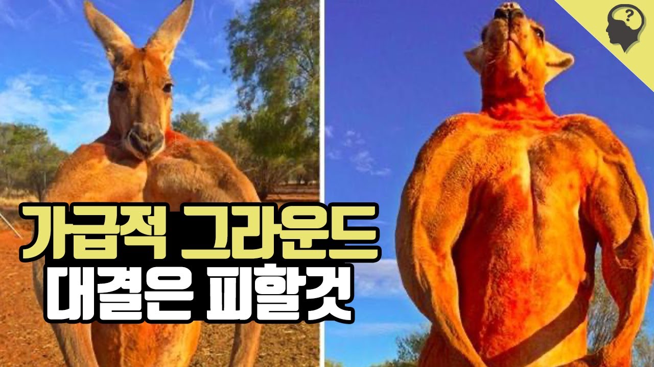 이것은 허그인가 클린치인가 사람을 껴안고 싶어하는 '캥거루' 이야기