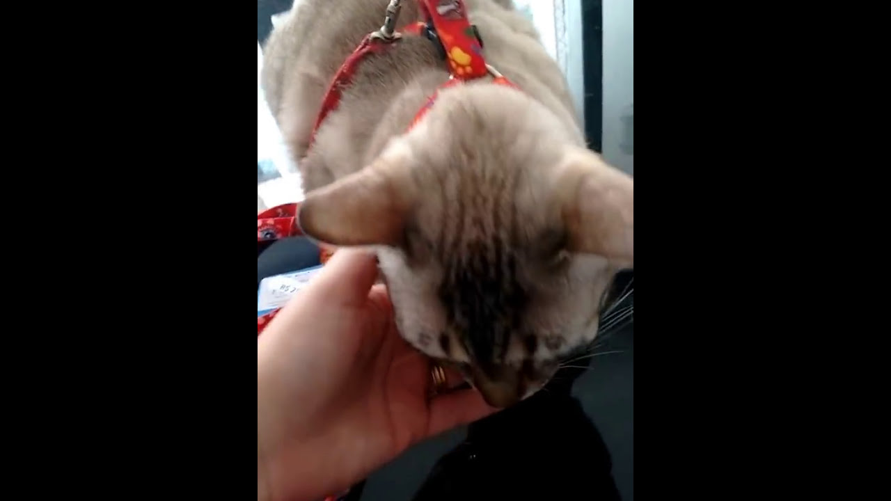 COMO COLOCAR A COLEIRA NO GATO