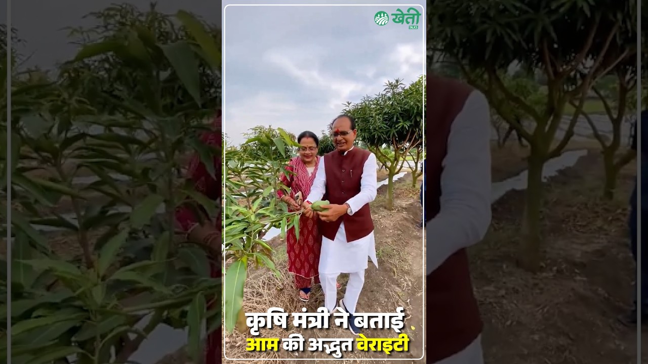 Unique Mango Variety by Agriculture Minister#khetitalks#kisan #agriculture#farming #news