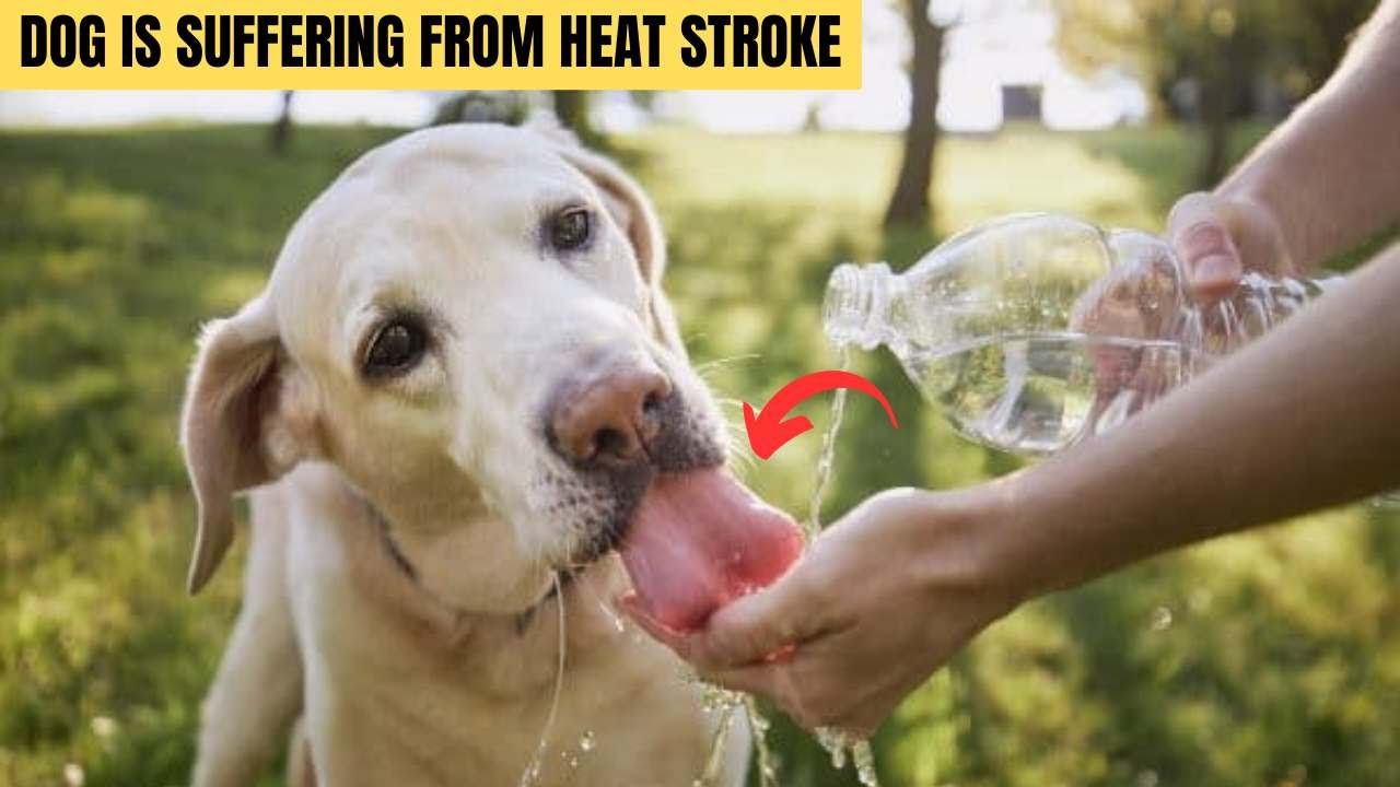 12 warning signs your dog is suffering from heat stroke , Animal KingdomX