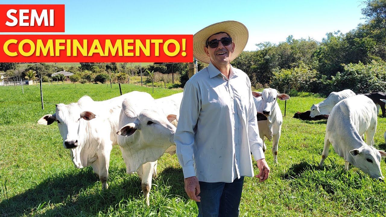 18 ANIMAIS em 1,2 Hectares/ 3° Pastejo na Aveia e Azevem/ Semi Confinamento!
