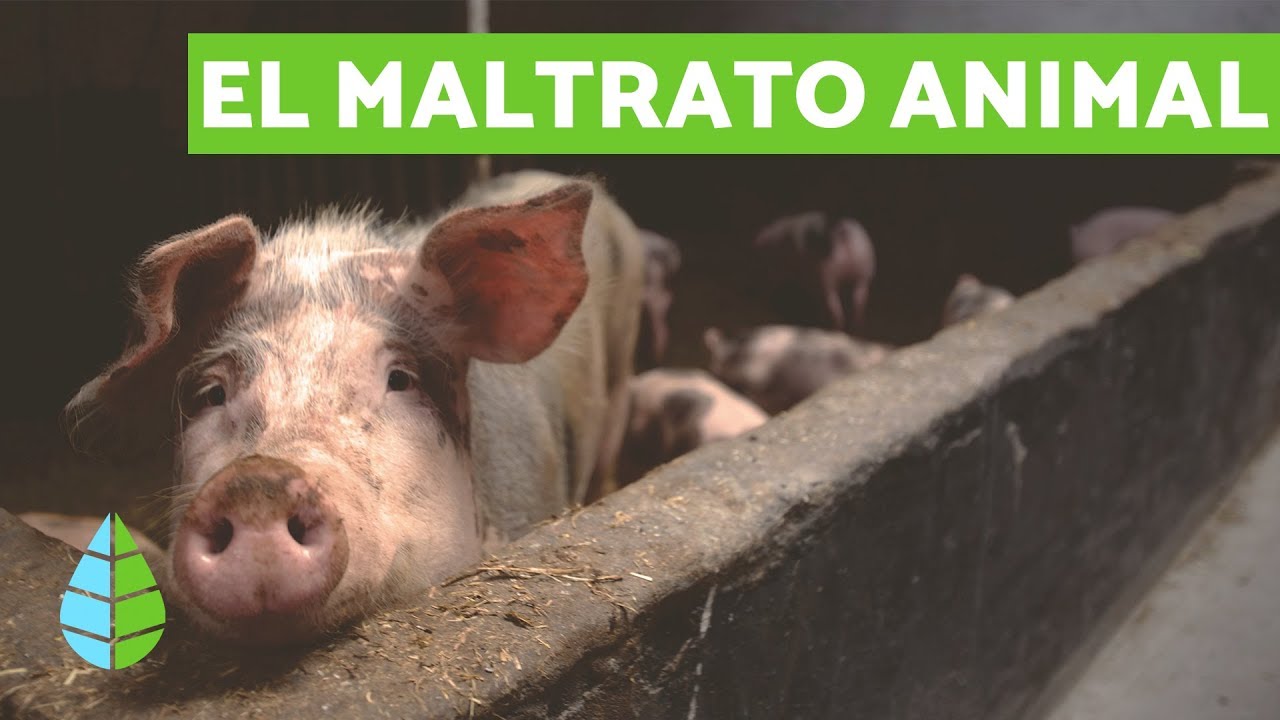 Qu&eacute; es el MALTRATO ANIMAL - &iquest;C&Oacute;MO EVITARLO?